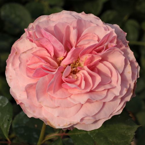 Bledě růžová - Stromkové růže s květmi čajohybridů - stromková růže s keřovitým tvarem koruny
